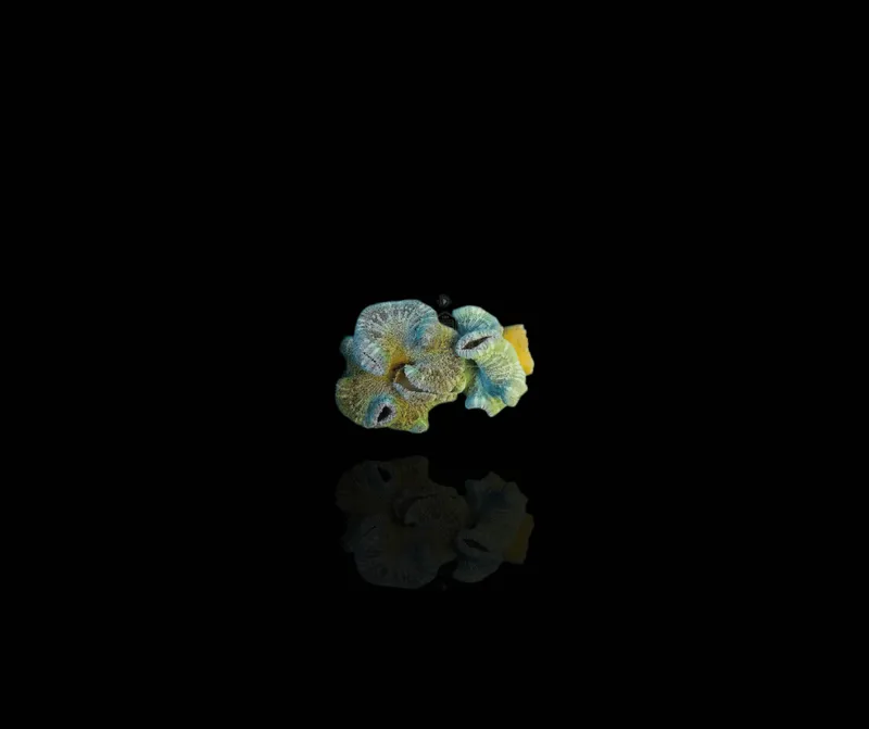 Stichodactyla haddoni